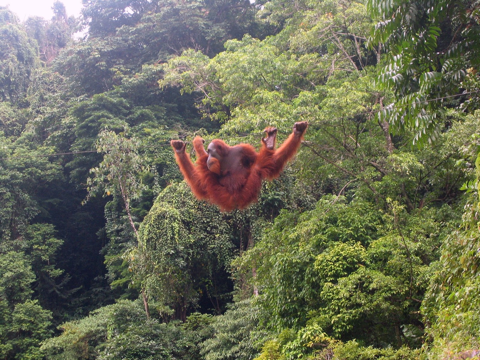 Medan Tour and Lake Toba Tour: Experiencing Sumatra's Magnificence