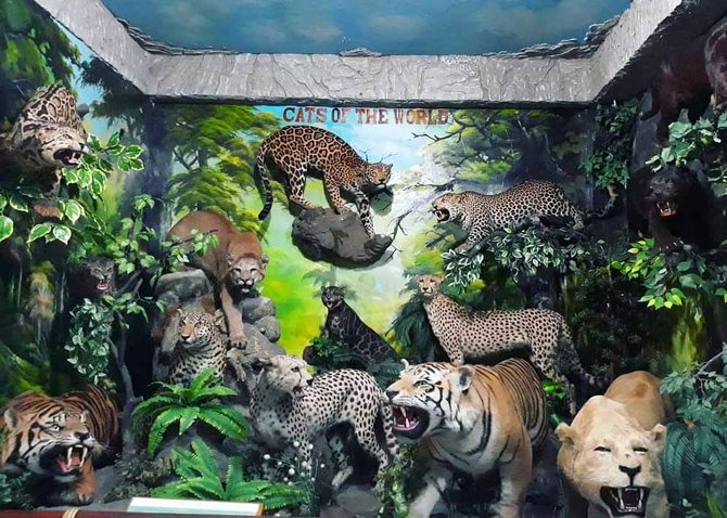 Medan Tour: The Ultimate Guide to Indonesian Wildlife